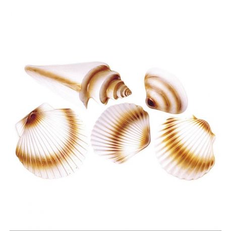 Conchas para Decoración Tienda de disfraces online - Mercadisfraces