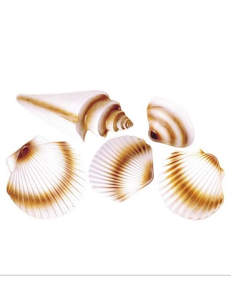 Conchas para Decoración Tienda de disfraces online - Mercadisfraces Conchas para Decoración Tienda de disfraces online - Mercadisfraces